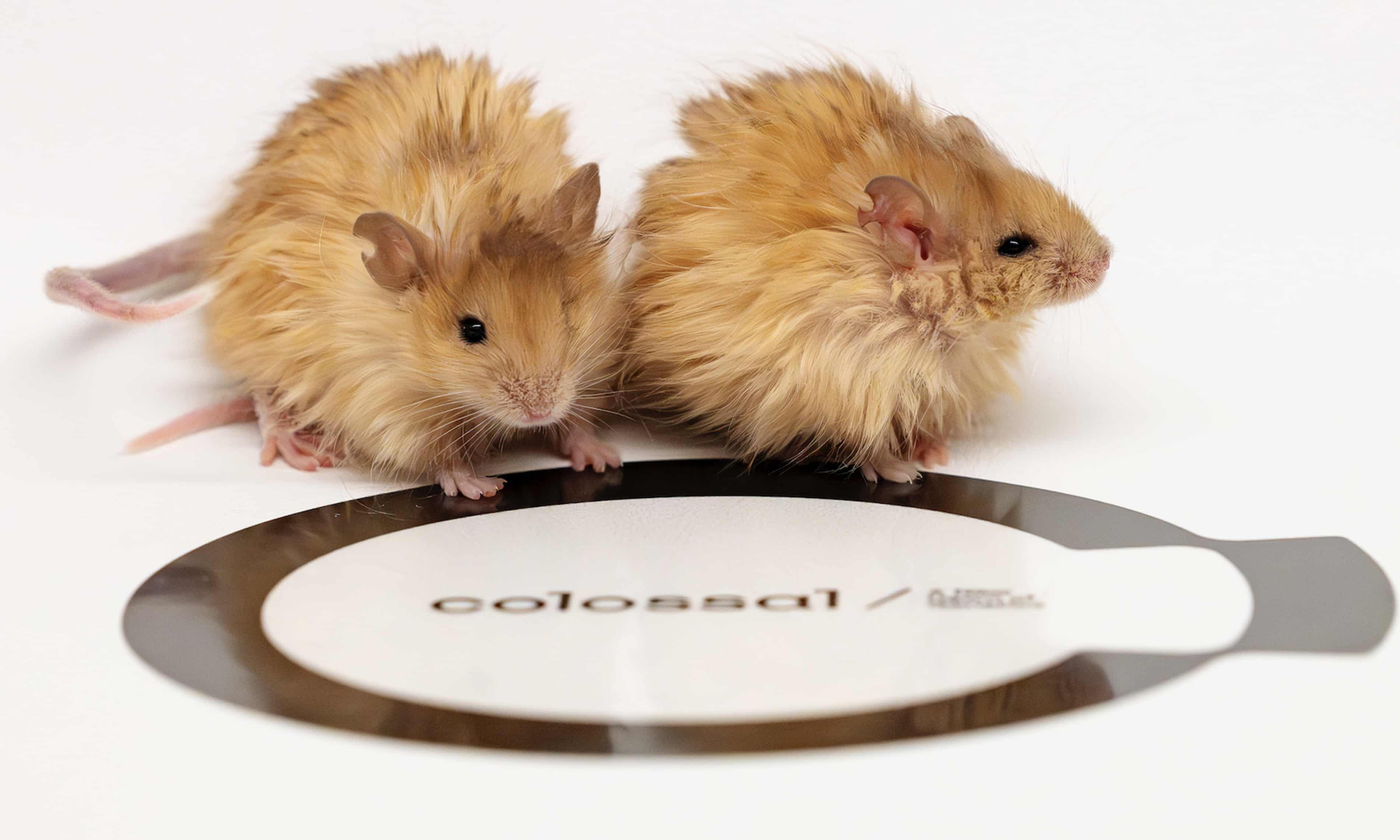 Scientists aiming to bring back woolly mammoth create woolly mice (theguardian.com)