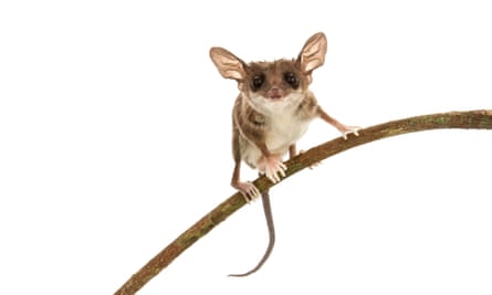 An opossum
