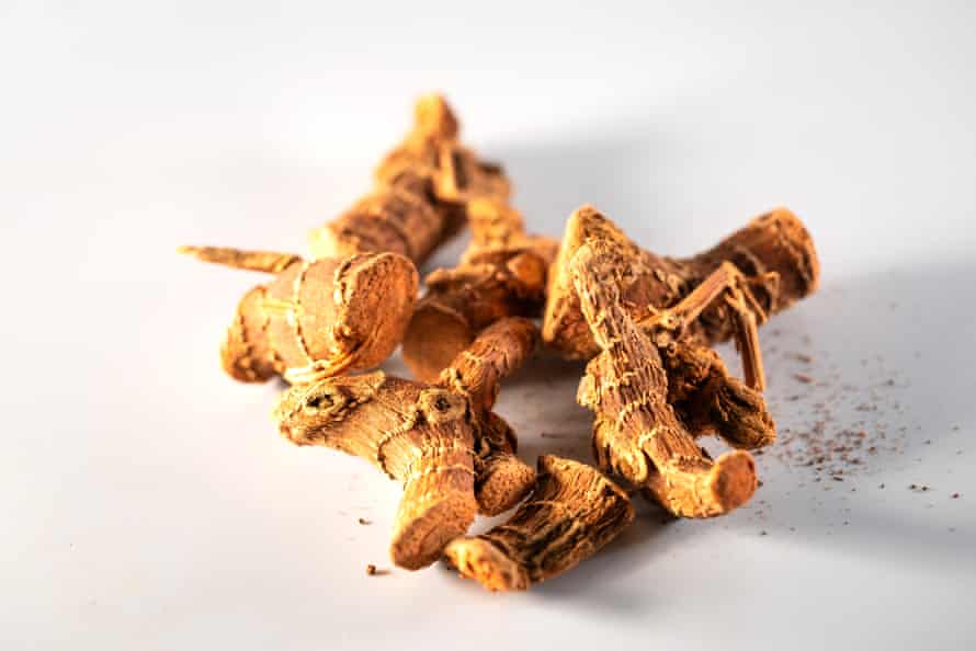 Galangal, a close relative of ginger