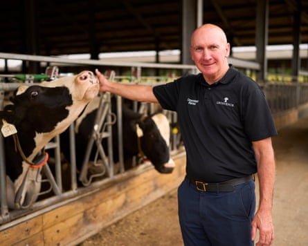 Mark Roach, managing director of Grosvenor Farms, pats a cow as it pokes its head through railings
