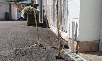 Damage caused by bamboo on a driveway