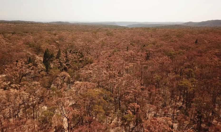 At Kains Flat, near Mudgee in central-west NSW, large numbers of red stringbark trees show dieback after the drought. 
