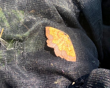 dark bordered beauty moth in a net