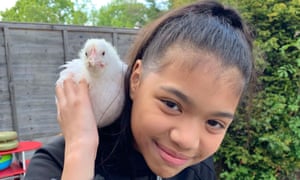 Chicken Hatching Program Uk Tv Chicken Hatching Program Uk Tv