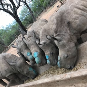 Five orphan rhino’s that have been dehorned were released back in to the wild in South Africa on 8 November. Their mothers had all been killed by poachers, and after rehabilitation, their horns were removed to protect them from the same fate