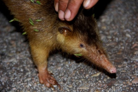 A female Hispaniolan solenodon caught for research near the Sierra de Bahoruco and re-released.