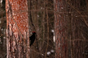 A black woodpecker perches on a tree in Sofia, Bulgaria