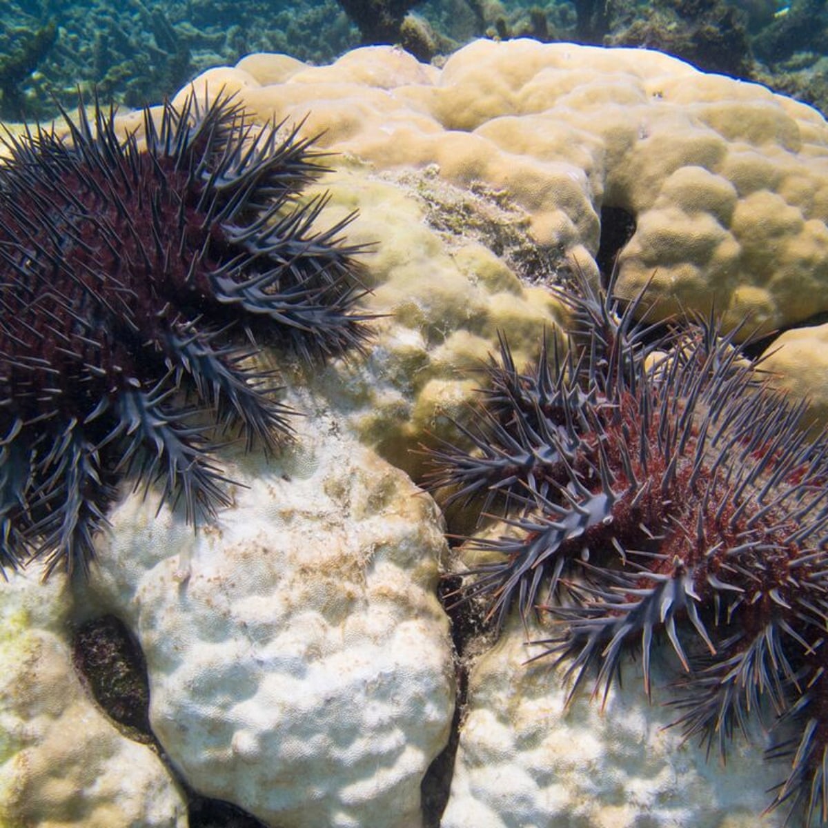Crown Of Thorns Starfish Life Cycle