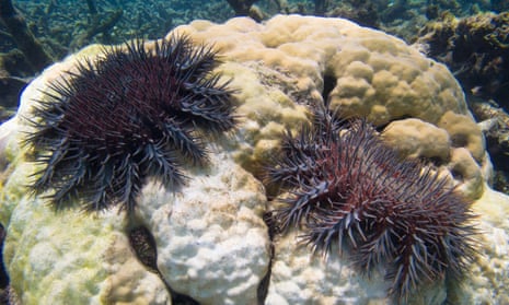 A plague of coral-eating starfish has been decimating the Great Barrier Reef in Australia but research released in September 2015 shows they can be killed off with vinegar.