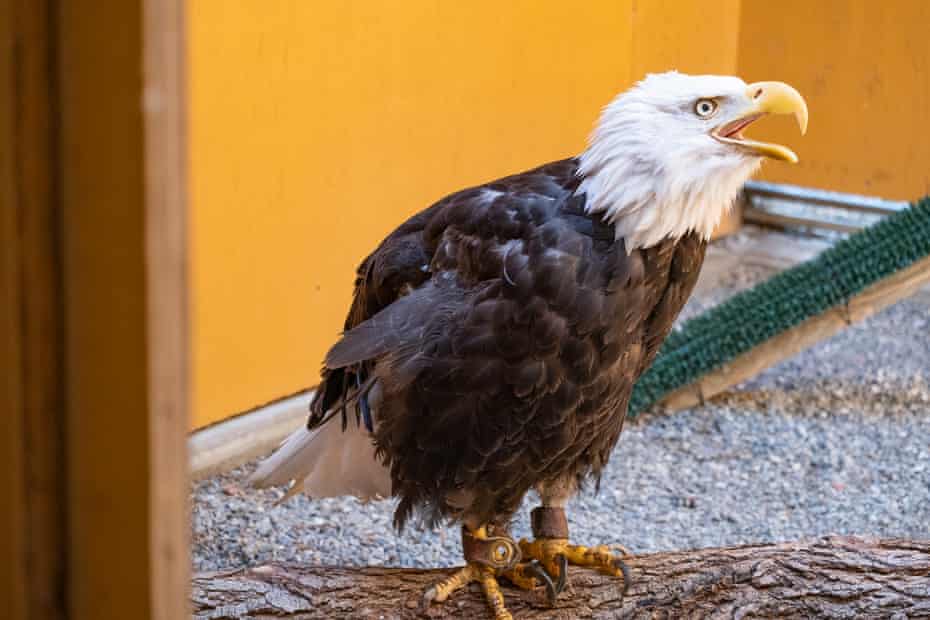 Le pygargue à tête blanche nommé Em, sauvé du Lake Tahoe Wildlife Care Center, dans sa maison temporaire du California Raptor Center (CRC).