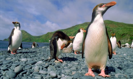 Royal penguins on Macquarie Island