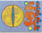 Terry Winters review – flashes of magic in patterns science has yet to explain