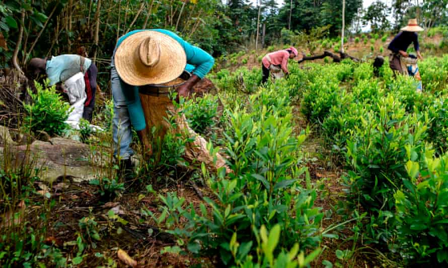 Venezuelan migrants working as ‘Raspachines’ (coca leaf collectors), work at a coca plantation in the Catatumbo region on 9 February 2019.