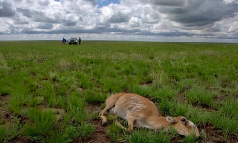 Dead saiga antelopes in Kazakhstan. At least 150,00 died within a fortnight earlier this year.
