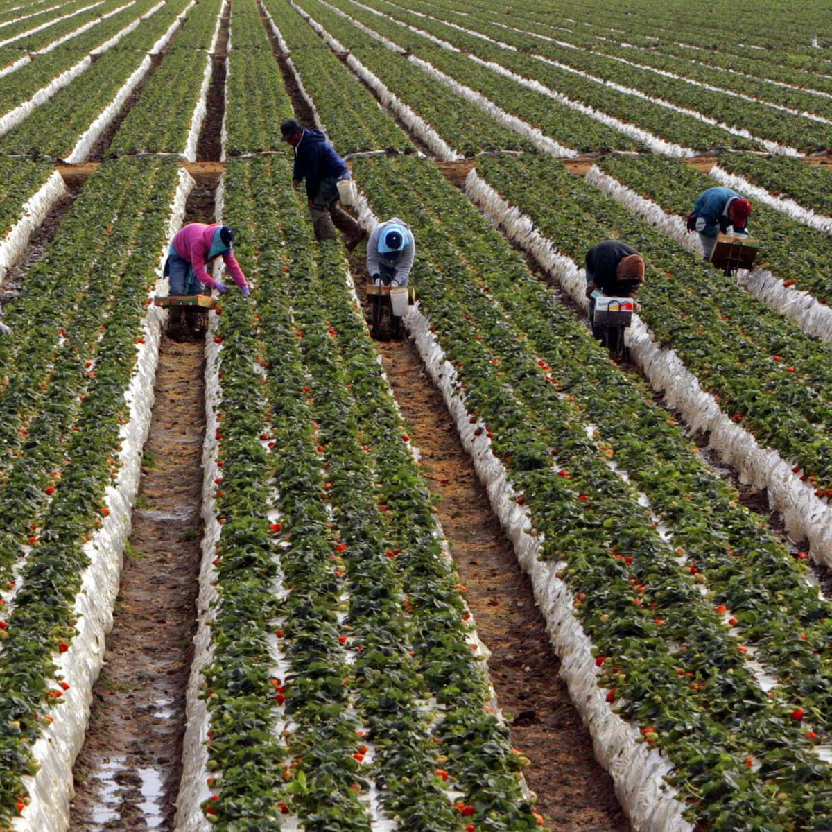 California S Farm Workers Pick America S Essential Produce Unprotected From Coronavirus Coronavirus The Guardian