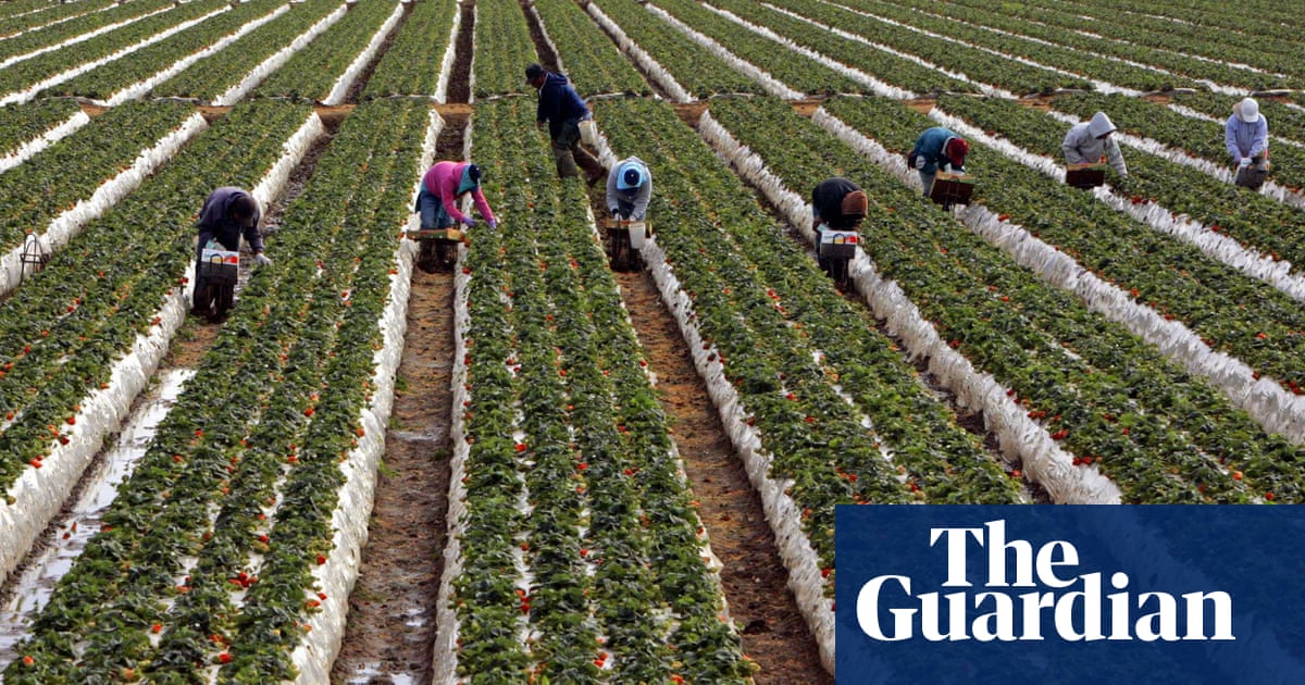 California S Farm Workers Pick America S Essential Produce Unprotected From Coronavirus Coronavirus The Guardian