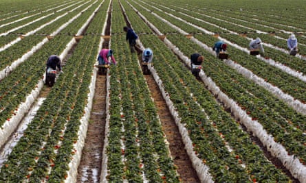 California S Farm Workers Pick America S Essential Produce Unprotected From Coronavirus Coronavirus Outbreak The Guardian,Hollywood Squares Virtual Background