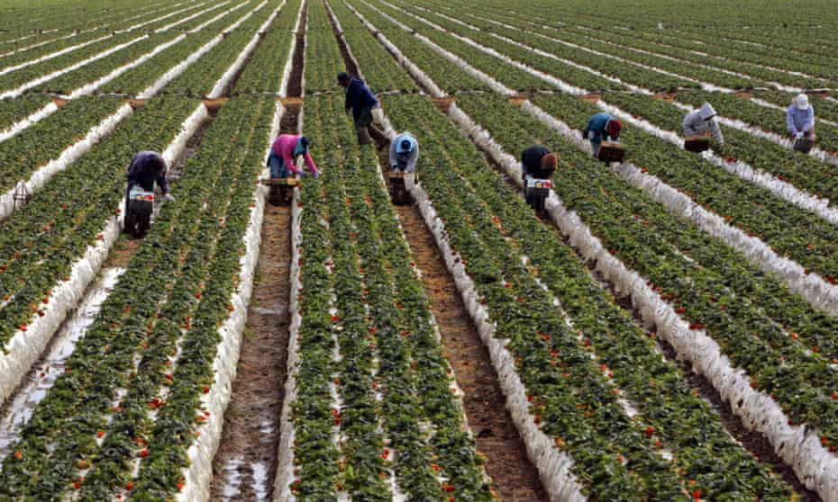 Strawberry pickers work their way through a strawberry field in Oxnard, California.