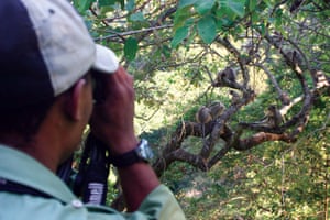 Sanje mangabey monitoring in Tanzania.