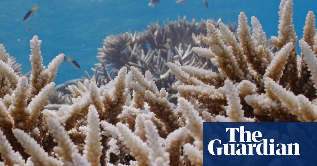 Coral bleaching spotted during Great Barrier Reef aerial survey – video