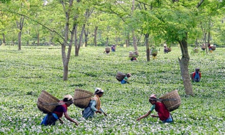 Tea pickers in Assam, India.