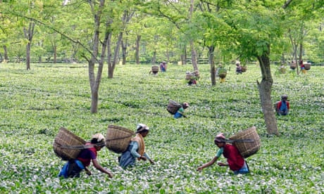 Drink: there’s a tea to suit every meal