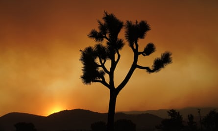 A Joshua tree stands in front of the Bobcat Fire on Sept. 19, 2020, in Juniper Hills, California. More than 4.2 million acres burned across the state that year, the most in California’s history.