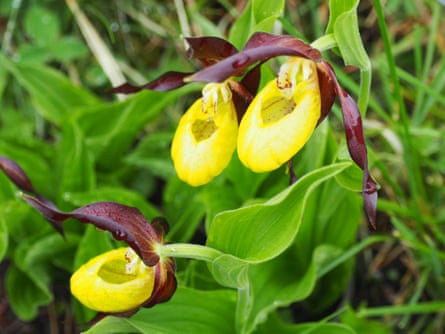 Country Diary How The Lady S Slipper Came Back From The Brink Wild Flowers The Guardian