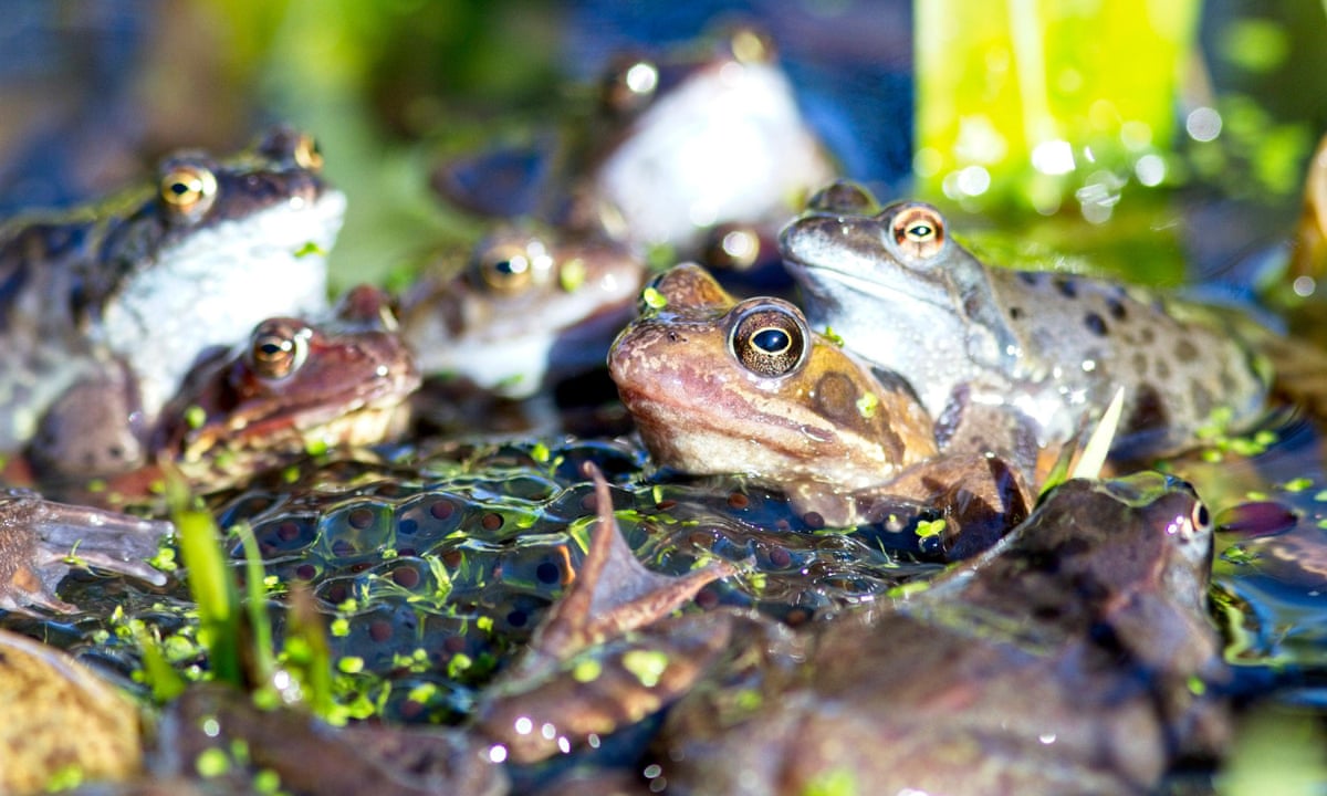 Specieswatch Wet Winter Is Good News For The Common Frog Amphibians The Guardian
