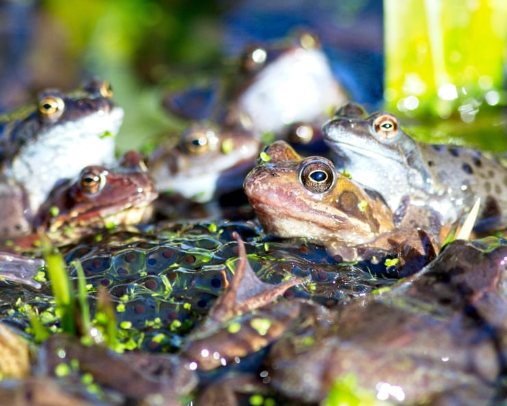 Garden ponds provide vital habitats – and a revival is under way in Britain Garden ponds provide vital habitats – and a revival is under way in Britain
