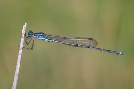 Blue damselfly