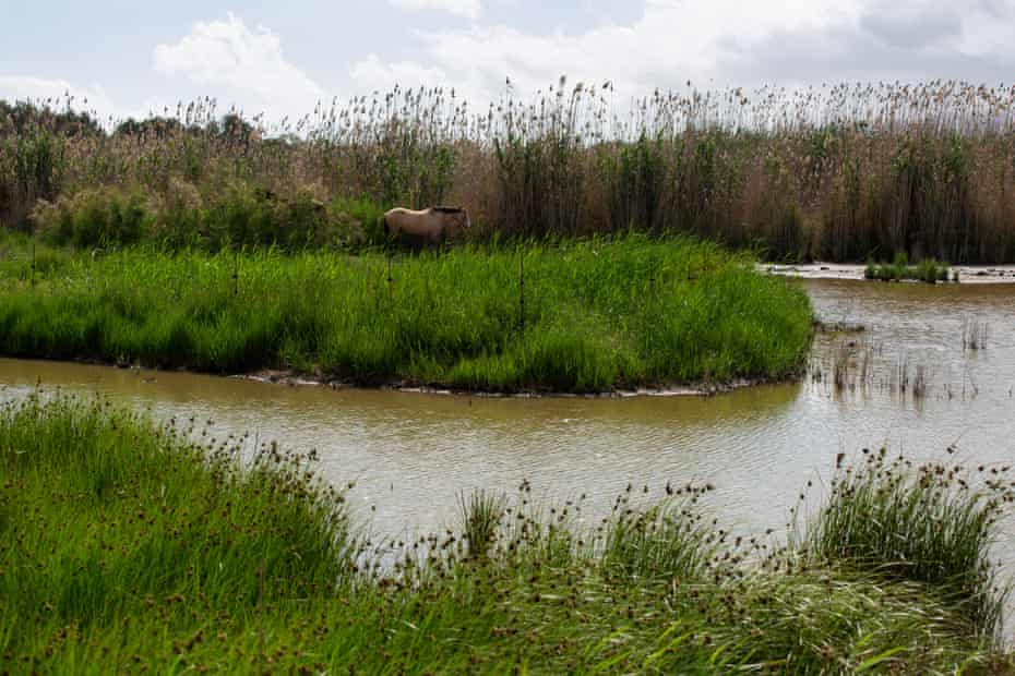 Stands de chevaux dans le lagon des Philippines