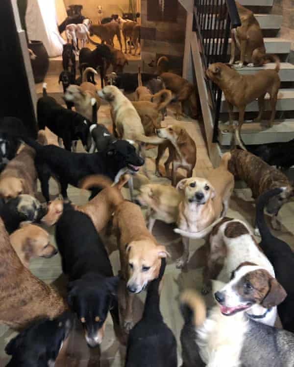 Ricardo's ark: Mexican man opens his home to 300 dogs in path of hurricane  | Animals | The Guardian