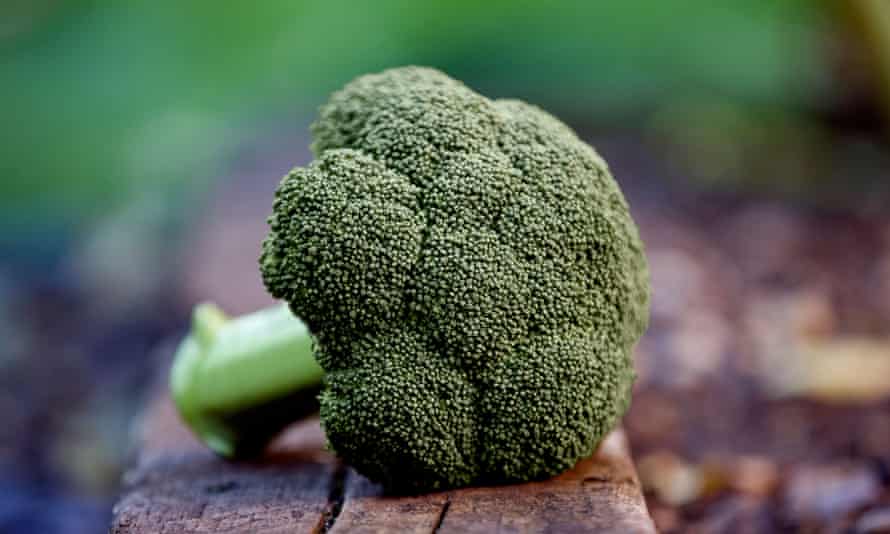 A head of broccoli resting on a table in a garden