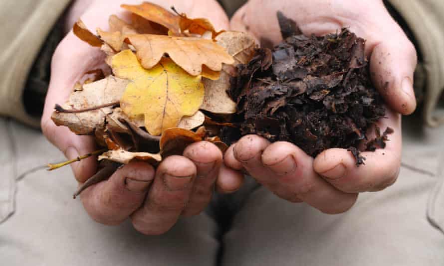 Man holding oak leaves in one hand and leaf mulch in the other hand to show the breaking down process
