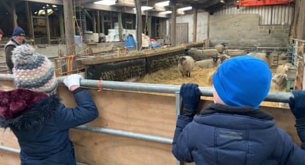 Levi inside the barn with penned sheep