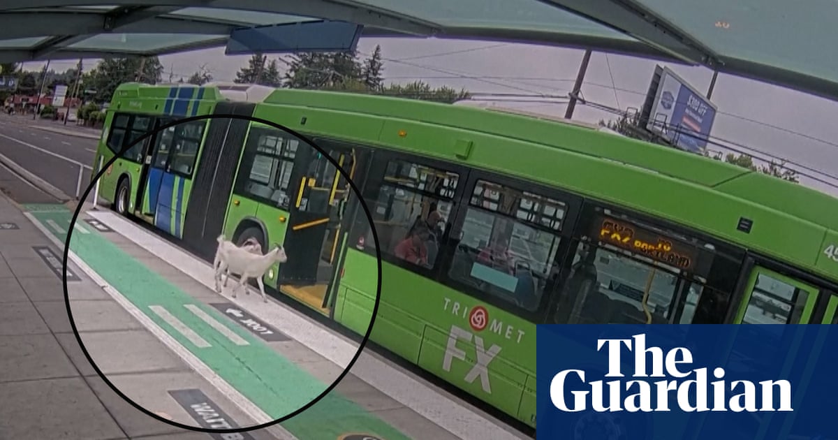 Baa-by's day out: two goats try to take the bus in Portland – video