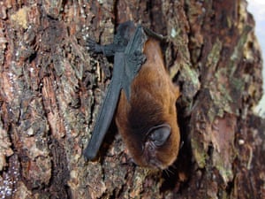 A pekapeka-tou-roa, or long-tailed bat, is the surprise winner of New Zealand's bird of the year competition