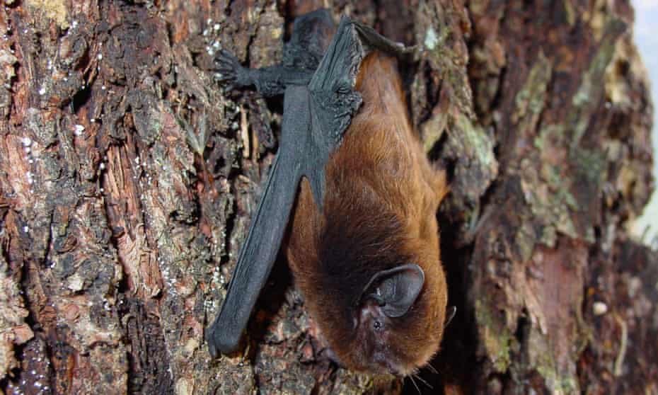 A New Zealand long-tailed bat hanging upside-down
