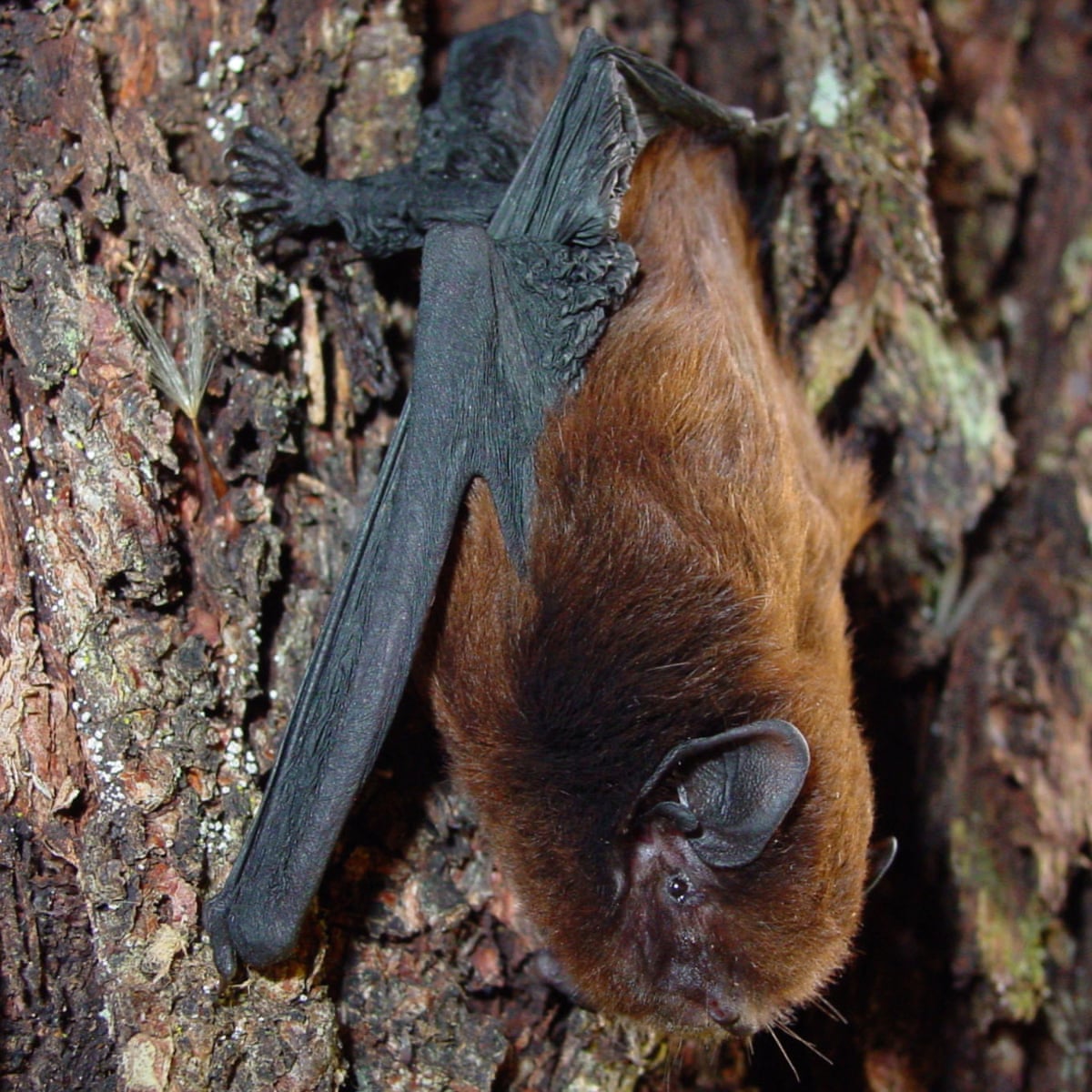 Best bird a bat: tiny flying mammal wins New Zealand bird of ...