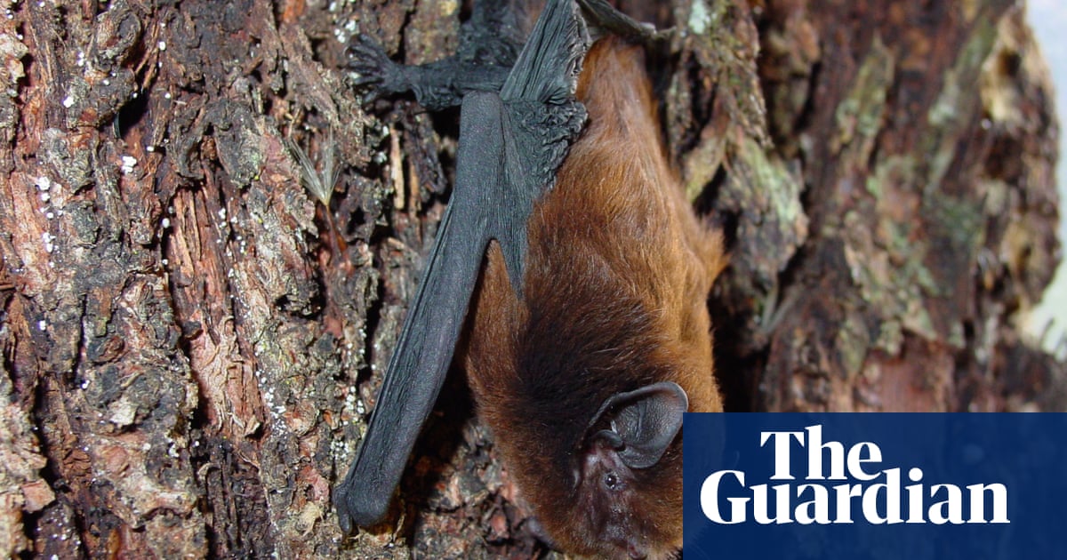 Best bird a bat: tiny flying mammal wins New Zealand bird of the year competition