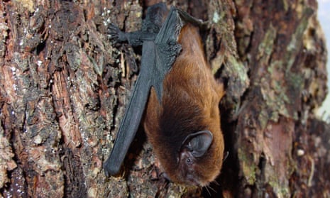New Zealand’s pekapeka-tou-roa, or long-tailed bat, is bird of the year.