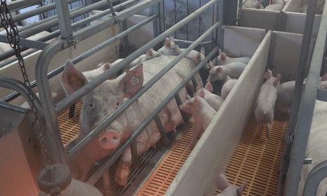 Farrowing crates, seen here on an Italian farm, are legal in most parts of the world.