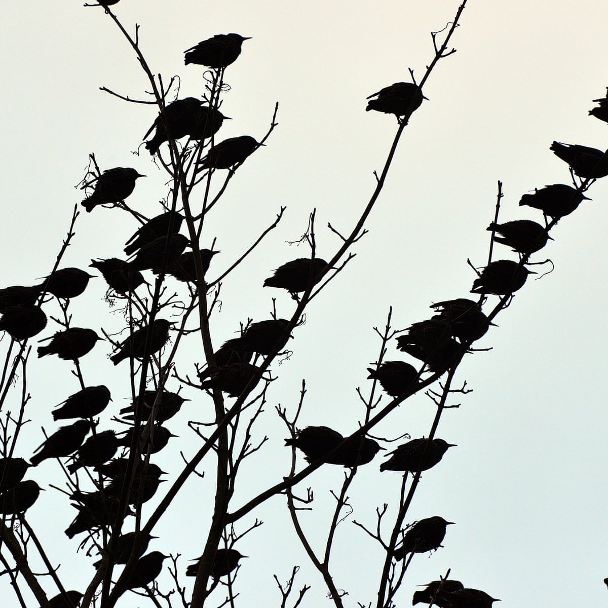 Country Diary Winter Trees Empty Of Leaves Are Filled With Birds