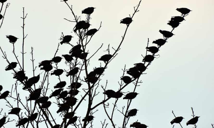 Country Diary Winter Trees Empty Of Leaves Are Filled With Birds Birds The Guardian Country Diary Winter Trees Empty Of Leaves Are Filled With Birds Birds The Guardian