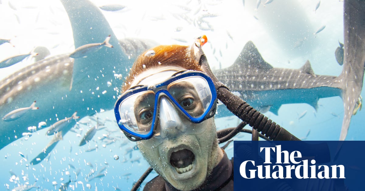 Shark selfies: why ‘finfluencers’ need to put their cameras away