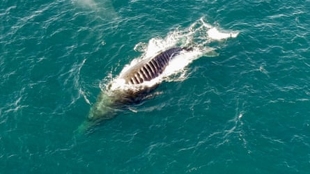 Female humpback whale Bladerunner, famous for her scars