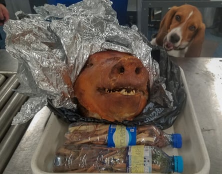 While sniffing passenger baggage, APHIS trained detector dog Hardy uncovered a hog’s head able to bring diseases like African swine fever and foot and mouth disease to the United States, 11 octobre 2018
