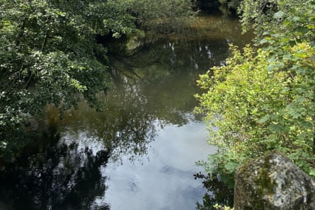 River with trees growing around