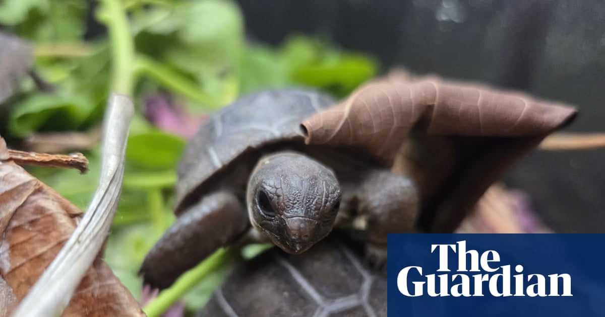 Baby giant tortoises thrive in Seychelles after first successful artificial incubation
